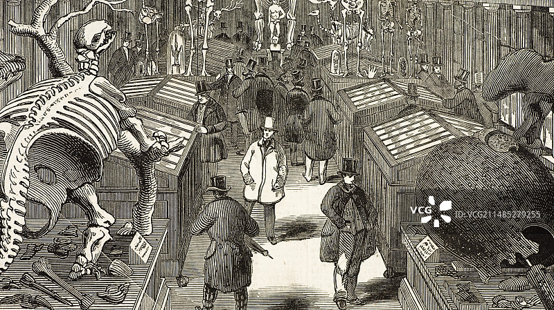 达尔文化石标本，亨特博物馆图片素材