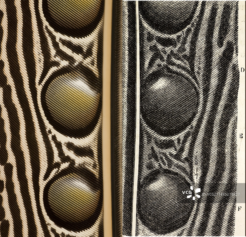 眼斑羽毛和达尔文插图图片素材