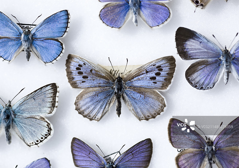英国大蓝蝴蝶收藏，1865年图片素材