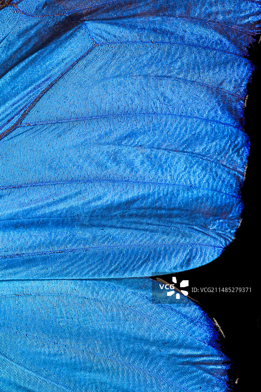 蓝色大闪蝶翅膀图片素材