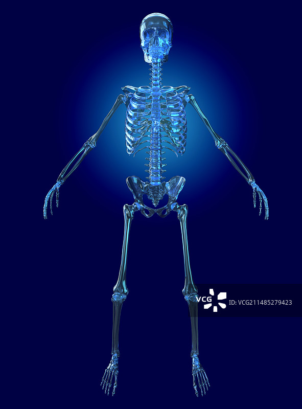 男性人体骨骼图片素材