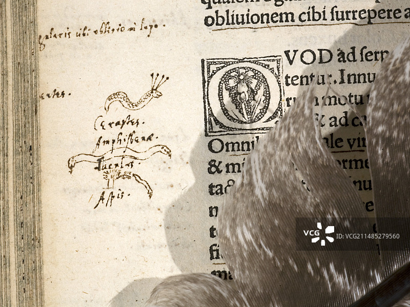 《博物志》中的双头蜥图片素材