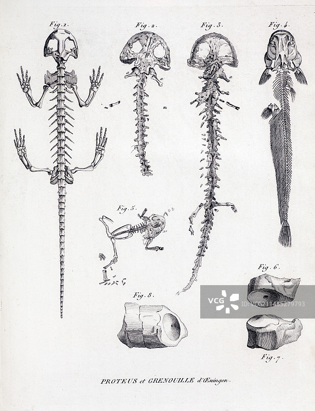 居维叶对舍赫泽尔洪水受害者的研究（1812年）图片素材