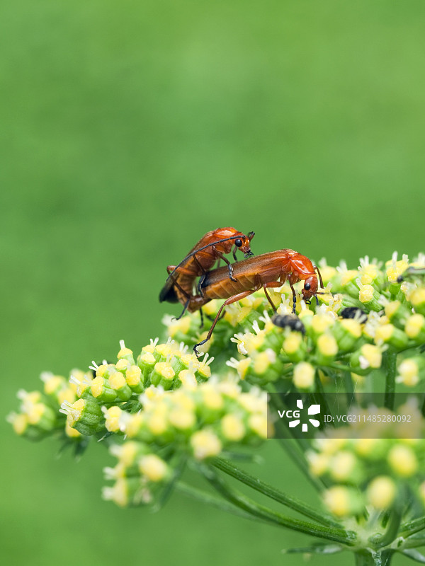 交配中的士兵甲虫图片素材