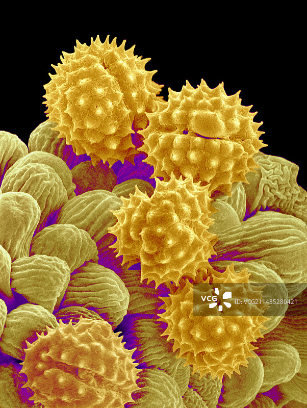 费城小蓬草花粉颗粒扫描电镜图图片素材