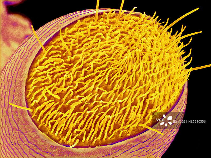 米象的触角，扫描电镜图片素材