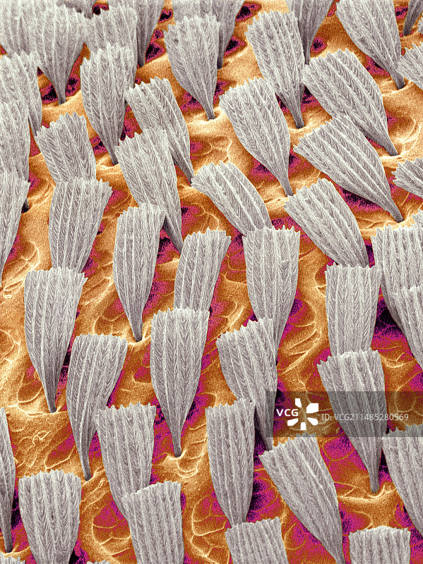 甲虫外骨骼，SEM图片素材