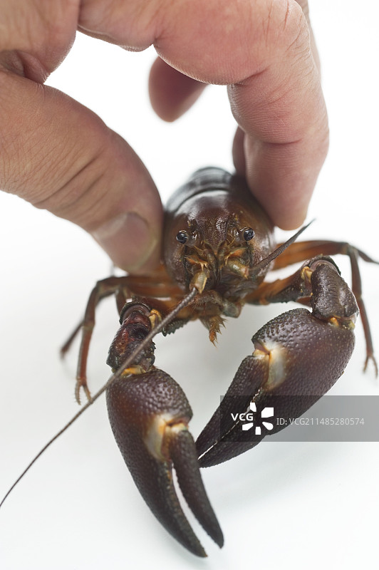 小龙虾图片素材