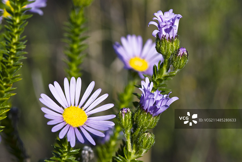 蓝雏菊图片素材