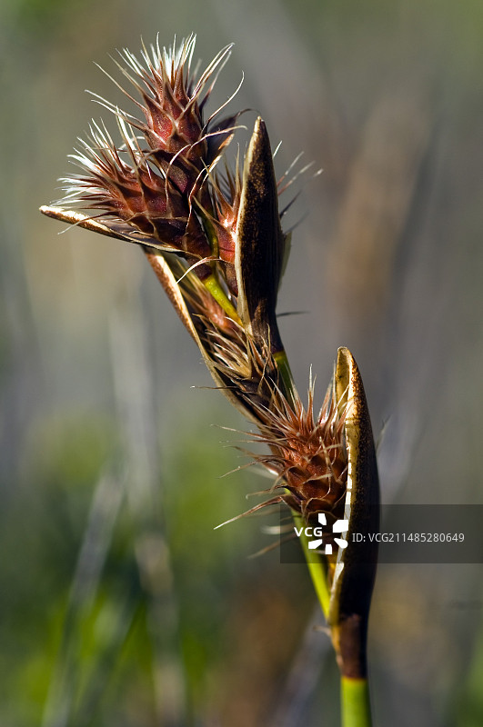 开花的透明伞草图片素材