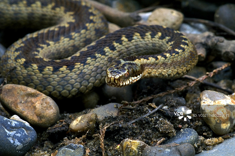 怀孕的普通蝰蛇图片素材