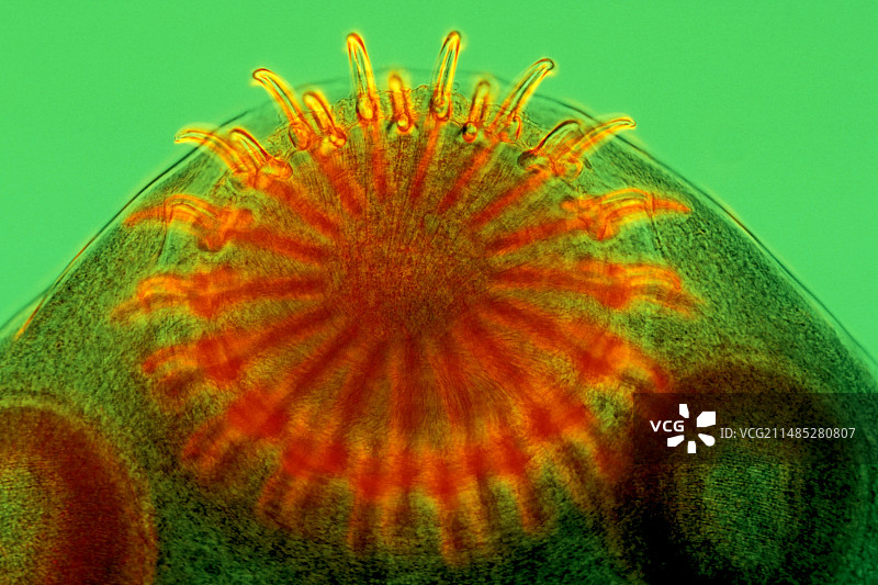 犬绦虫图片素材