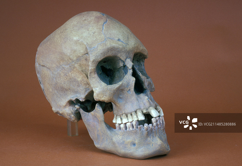 智人头骨图片素材