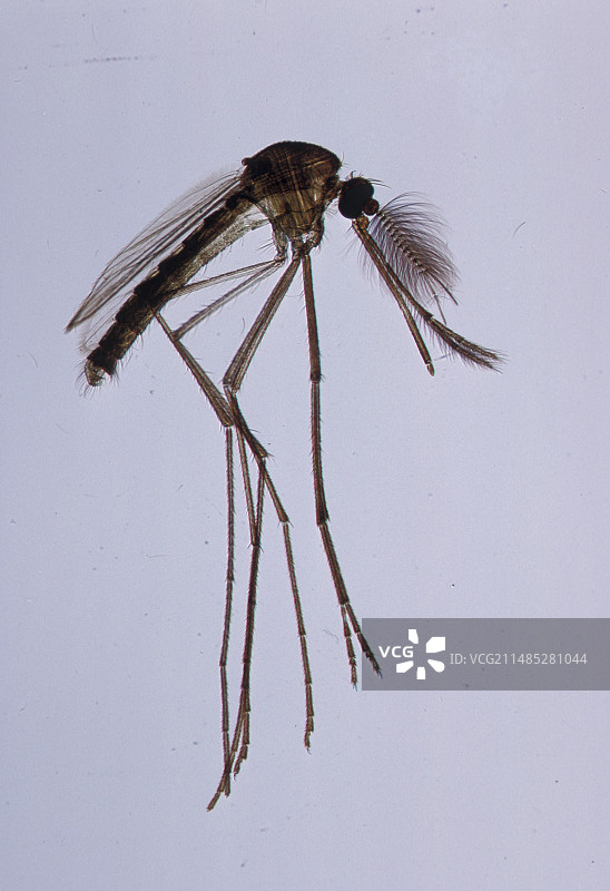 雄性蚊子图片素材