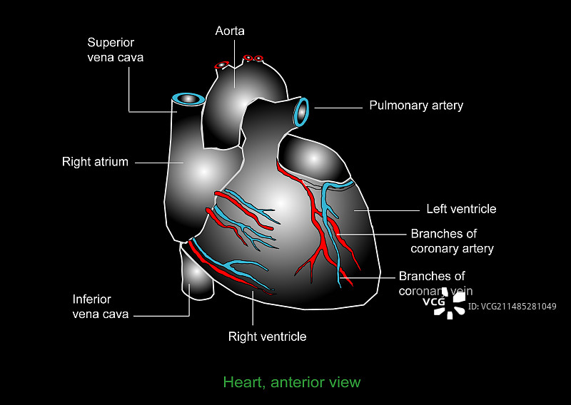 心脏解剖结构艺术作品图片素材