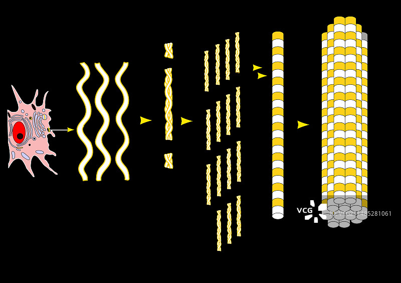 胶原蛋白合成和组装图片素材
