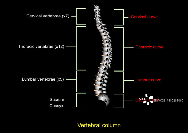 人体脊柱，艺术品图片素材