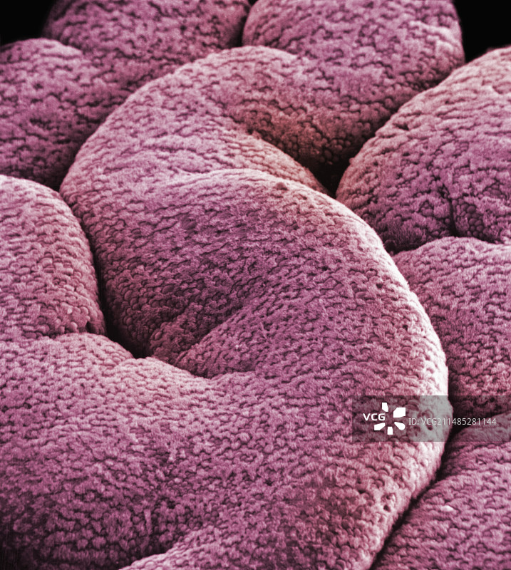 褶皱的粘膜上皮表面图片素材