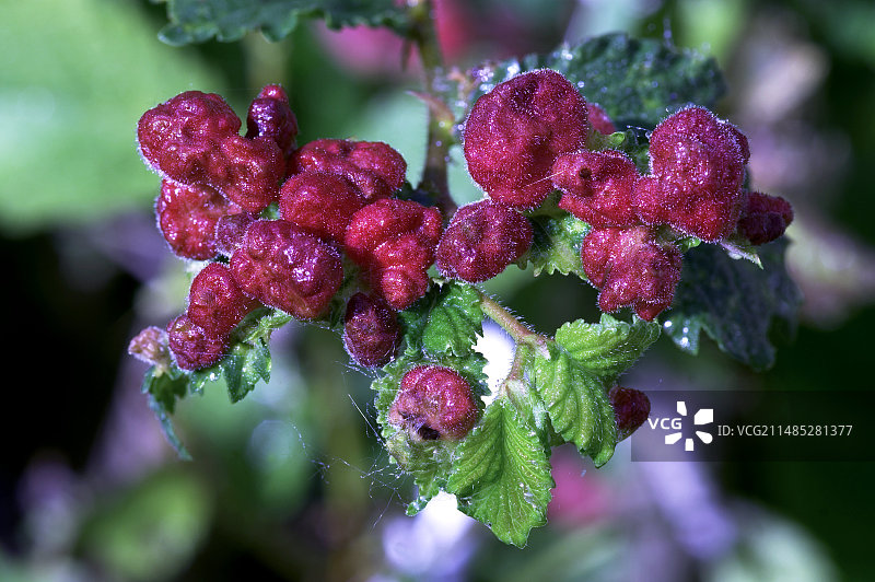 珊瑚点真菌图片素材