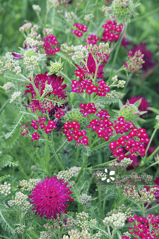 紫色松虫草和蓍草图片素材