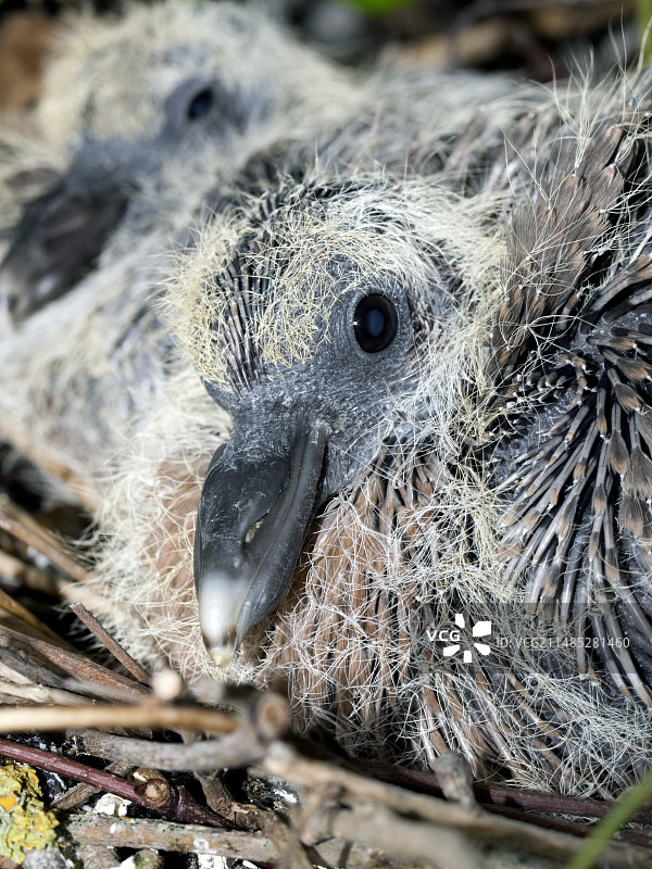林鸽幼鸟图片素材