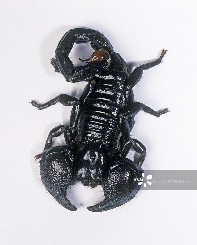 蝎子图片素材
