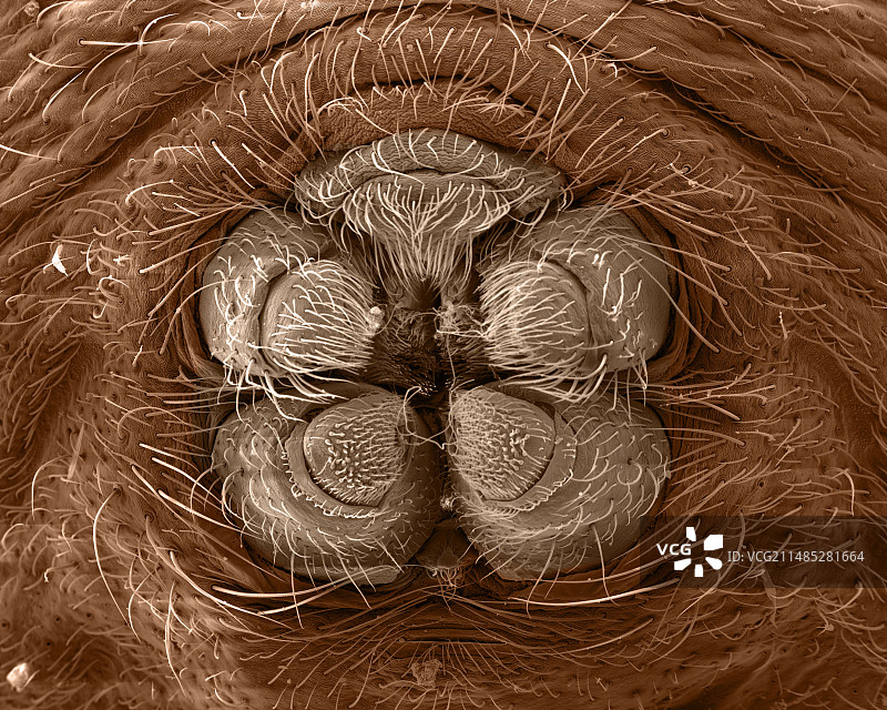 蜘蛛纺丝器扫描电子显微镜图图片素材