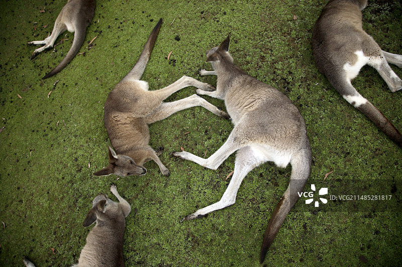袋鼠在草地上休息图片素材