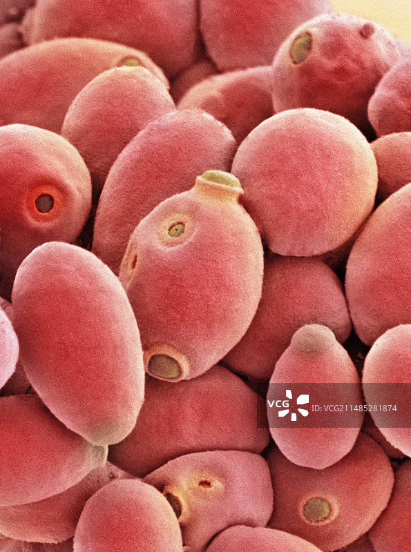 酵母细胞扫描电镜图图片素材