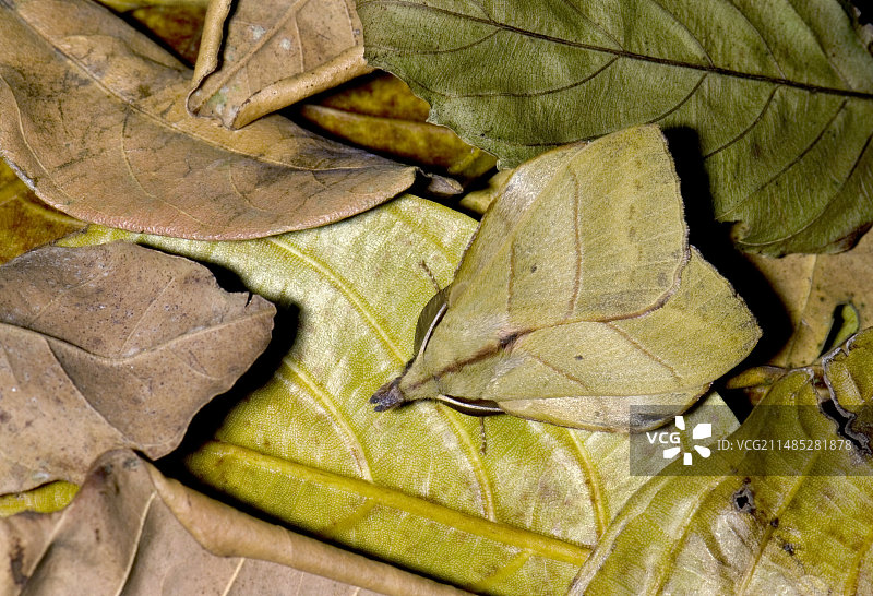伪装在树叶中的飞蛾图片素材