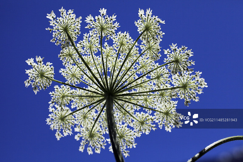 开花的牛防风草 (Heracleum maximum)图片素材