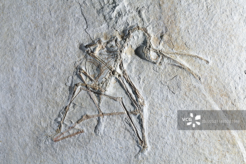 翼龙化石图片素材