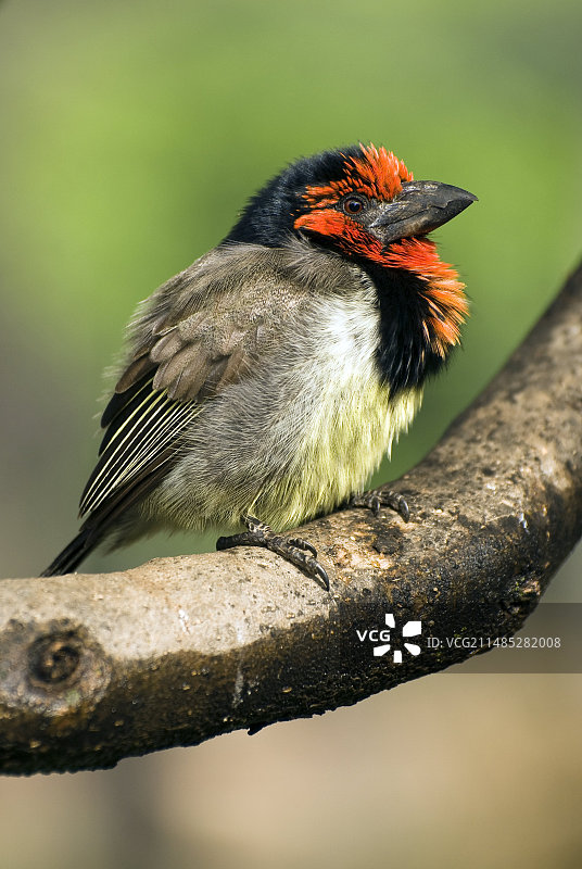 黑领拟啄木鸟图片素材
