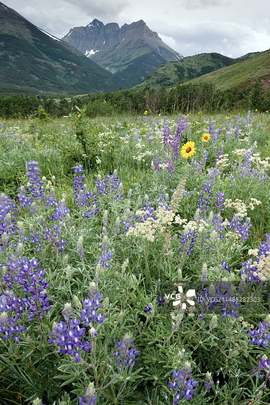 大天人菊图片素材