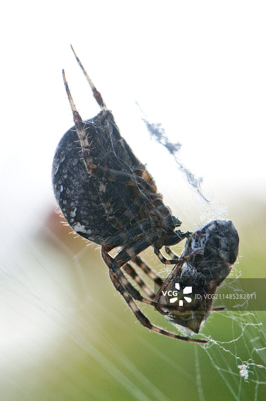 花园蜘蛛，Araneus diadematus图片素材