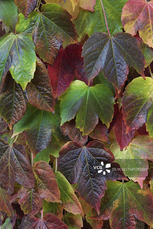 三叶爬山虎图片素材