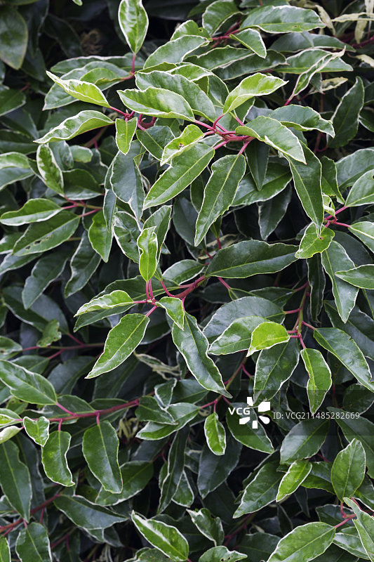 葡萄牙桂樱图片素材