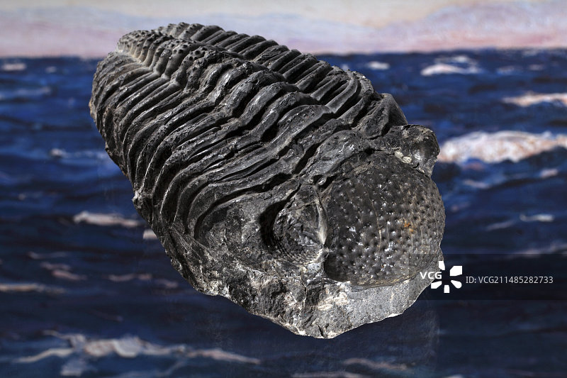 三叶虫化石图片素材