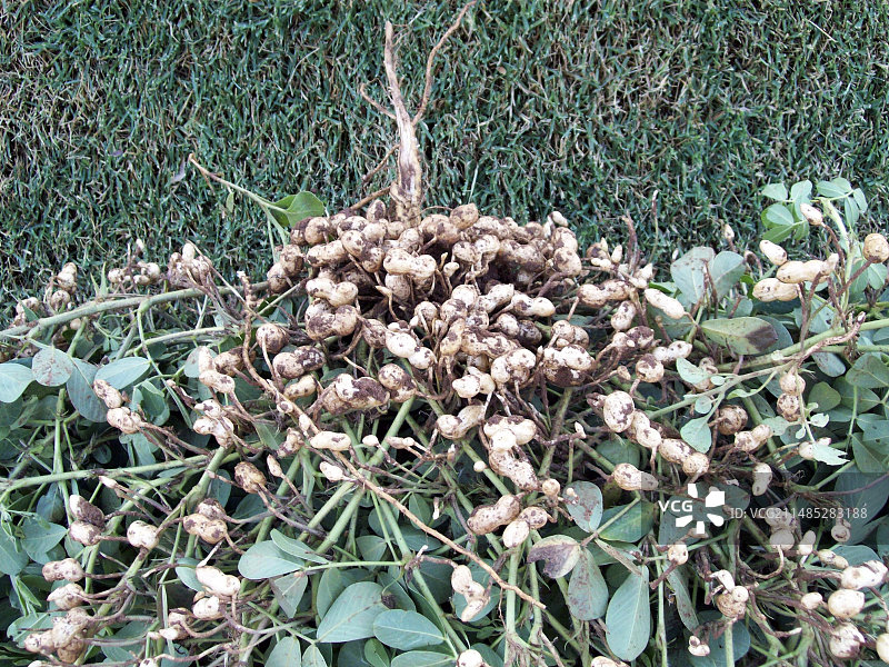 耐旱花生植物图片素材