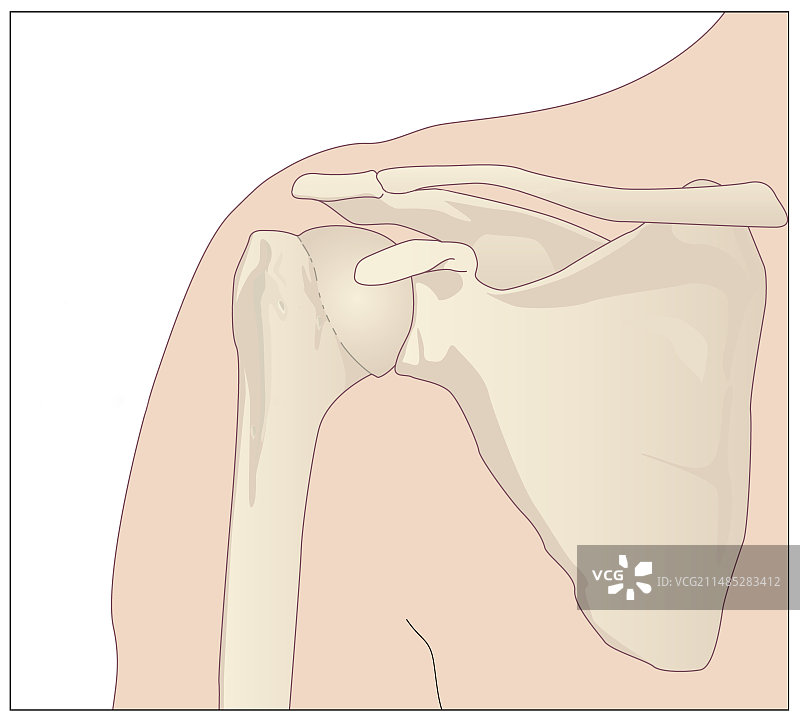 肩胛骨艺术图图片素材