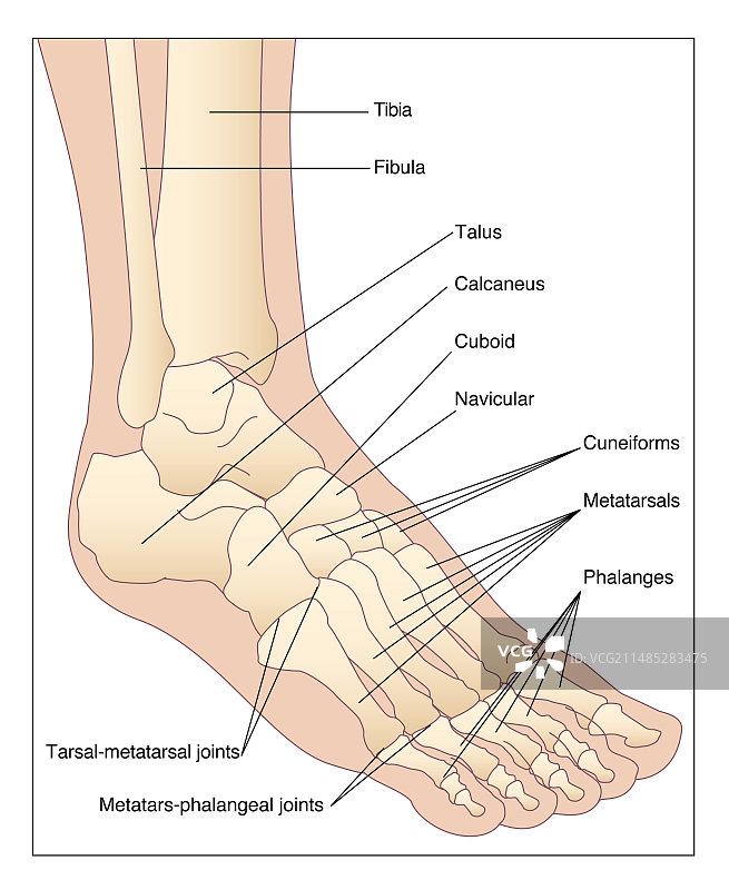 足部骨骼艺术作品图片素材