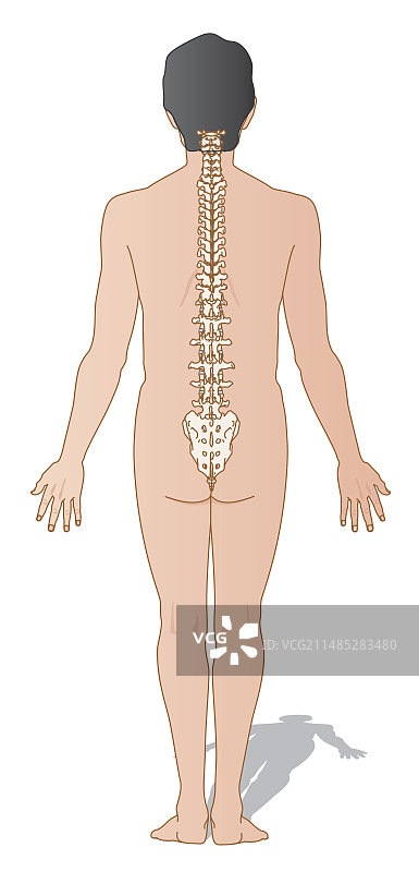人体脊柱，艺术品图片素材