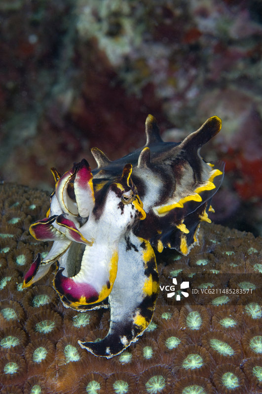 火焰乌贼图片素材