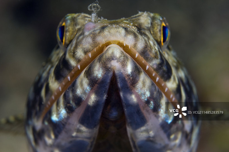 杂色蜥鱼图片素材