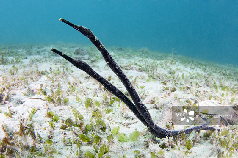 双头海龙图片素材