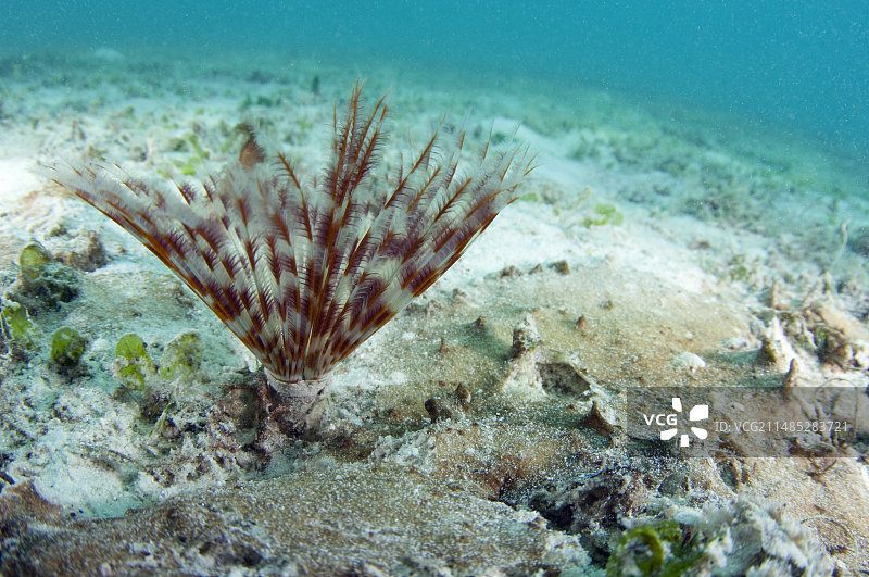 羽毛掸子蠕虫图片素材