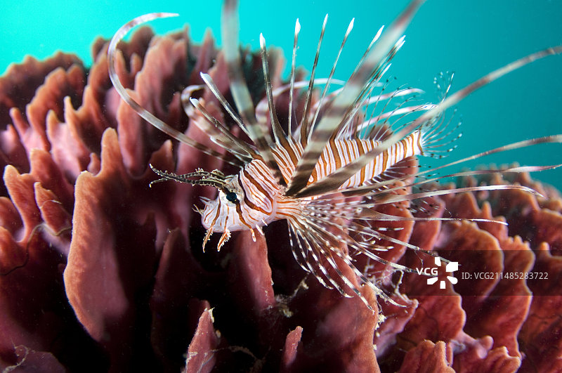 红色狮子鱼图片素材