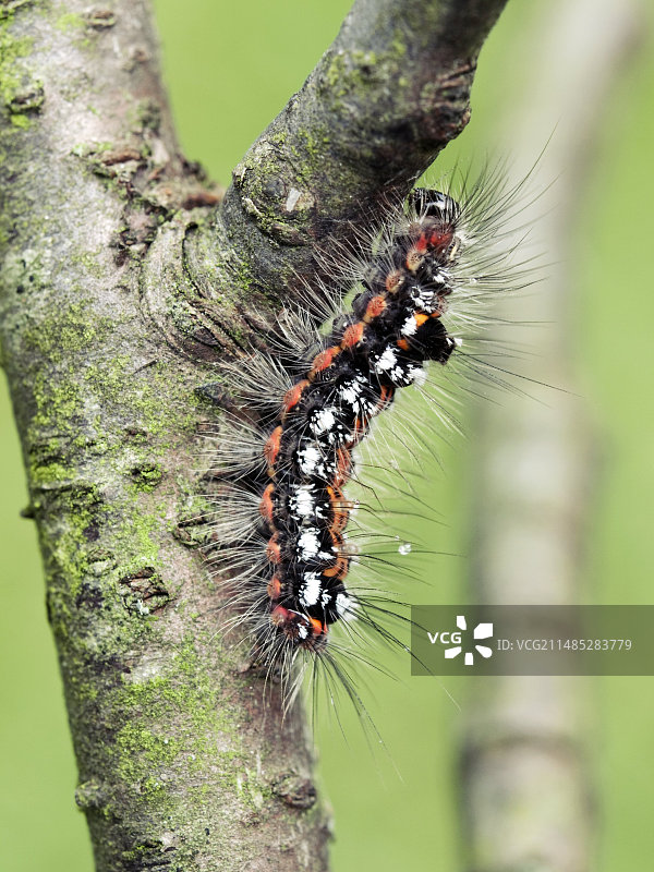 黄尾蛾幼虫图片素材