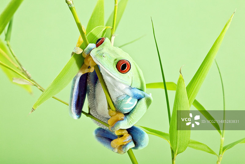 红眼树蛙图片素材