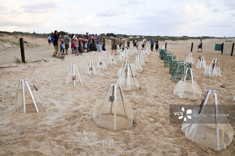 以色列绿海龟孵化地图片素材